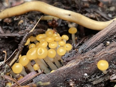Vibrissea truncorum