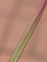 Epilobium