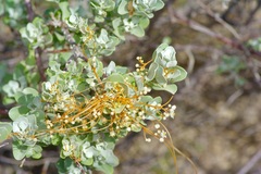 Cuscuta indecora