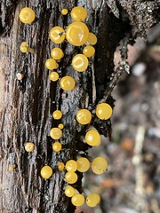 Vibrissea truncorum