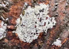 Pilocarpaceae