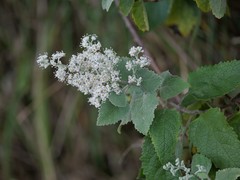 Buddleja dysophylla