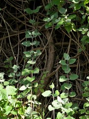 Buddleja dysophylla
