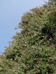 Buddleja dysophylla