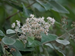 Buddleja dysophylla