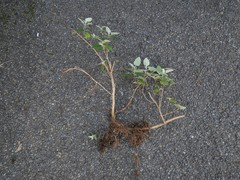 Buddleja dysophylla