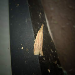 Ematheudes punctella