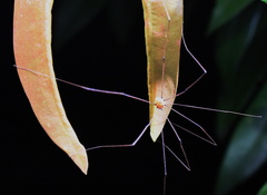 Pseudogagrella splendens
