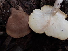 Leucopaxillus eucalyptorum