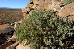 Scopelogena bruynsii