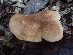 Leucopaxillus eucalyptorum