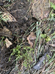 Angiospermae