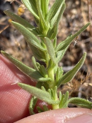 Deinandra floribunda