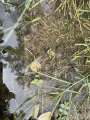 Angiospermae