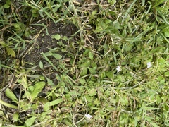 Angiospermae