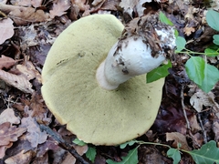 Boletus