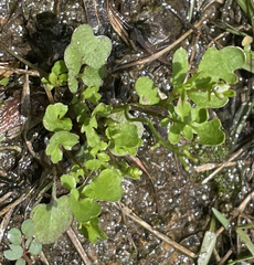 Angiospermae