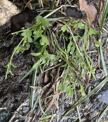 Angiospermae