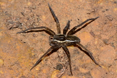 Dolomedes instabilis