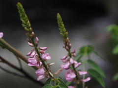 Indigofera pseudotinctoria