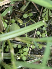 Angiospermae