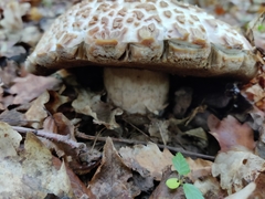 Boletus