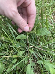 Persicaria