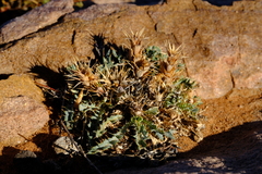 Acanthopsis carduifolia