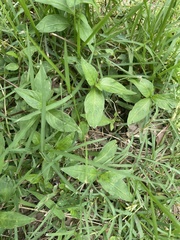 Persicaria