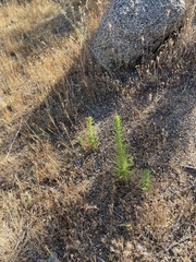 Deinandra floribunda