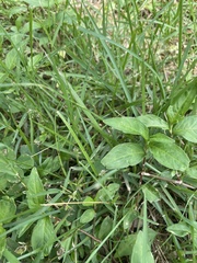 Persicaria