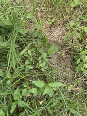 Persicaria