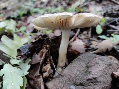 Amanita