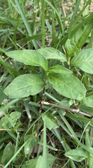 Persicaria