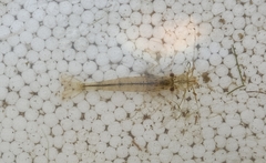 Paratya curvirostris