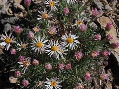 Erigeron compactus