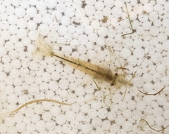 Paratya curvirostris