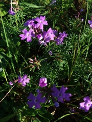 Glandularia aristigera