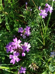 Glandularia aristigera