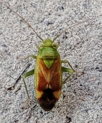 Dichrooscytus gustavi