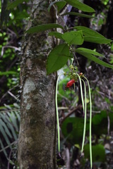 Aeschynanthus moningerae