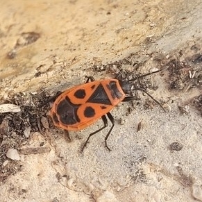 European firebug