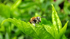 Megachile conjuncta