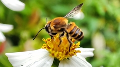 Megachile conjuncta