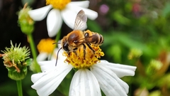 Megachile conjuncta