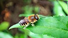 Megachile conjuncta