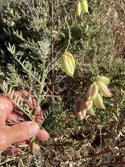 Astragalus douglasii perstrictus
