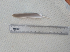 Streptopelia senegalensis