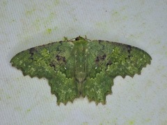 Paramaxates spinivesica