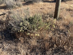 Astragalus douglasii perstrictus